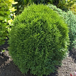 Туя западная Литл Гиант Туя западная Литл Гиант