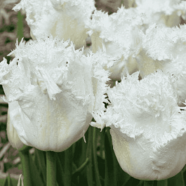 Тюльпан Honeymoon