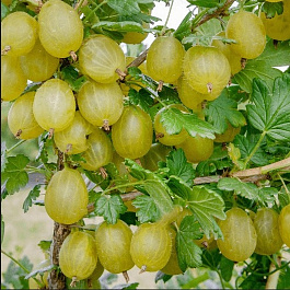 Крыжовник  Уральский бесшипный Крыжовник  Уральский бесшипный