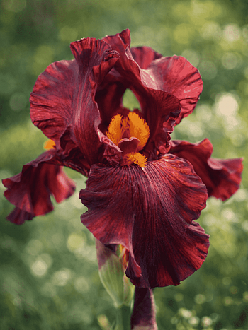 Ирис германский Respectable