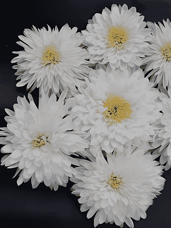 Хризантема корейская Панда