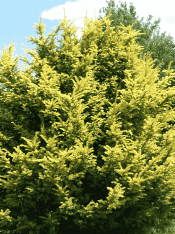 Тис ягодный Aurea Decora