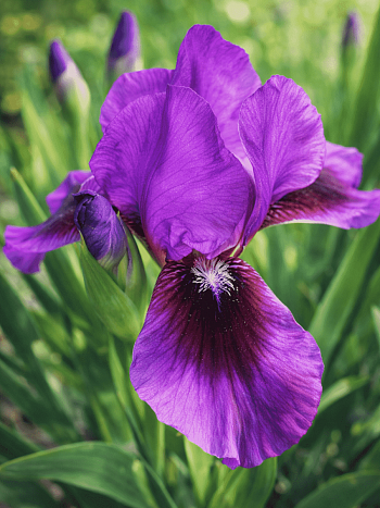 Ирис карликовый Yo Yo