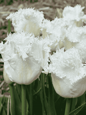 Тюльпан Honeymoon