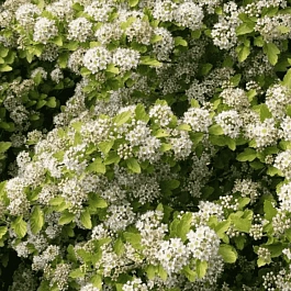 Пузыреплодник калинолистный  Raspberry Lemonade