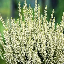 Вереск обыкновенный White Angie