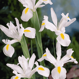 Ирис White Excelsior