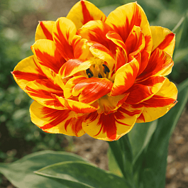 Тюльпан Махровый Monte Feu