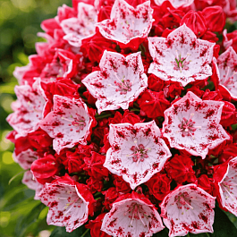 Кальмия широколистная Roter Ritter