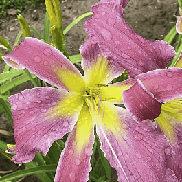 Лилейник Exotic Spider