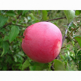 Яблоня Кандиль орловский Яблоня Кандиль орловский