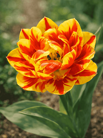 Тюльпан Махровый Monte Feu