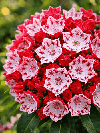 Кальмия широколистная Roter Ritter