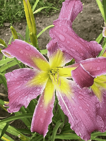 Лилейник Exotic Spider