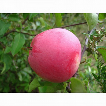 Яблоня Кандиль орловский