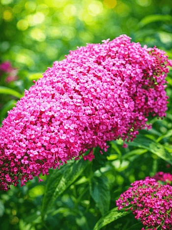 Буддлея давида Pink Delight