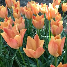 Тюльпан ботанический Брайт Джем