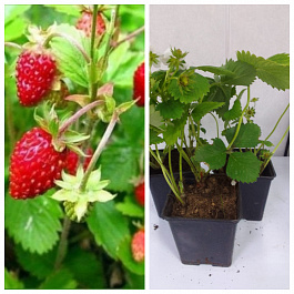 Земляника садовая Руяна НАБОР 3ШТ