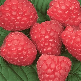 Малина обыкновенная Glen Doll