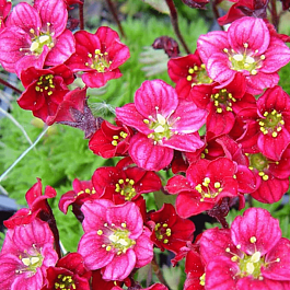 Камнеломка Арендса Marto Hot Rose