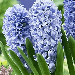 Гиацинт Delft Blue