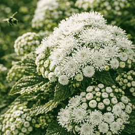 Агератум Aloha White