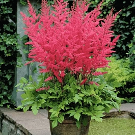 Астильба Арендса Granat