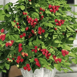 Малина карликовая Ruby Beauty