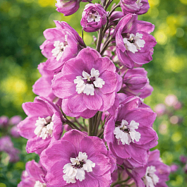 Дельфиниум  культурный M.F. Lavender with White Bee