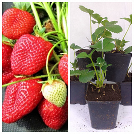 Земляника садовая Верити НАБОР 5ШТ Земляника садовая Верити НАБОР 5ШТ