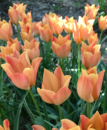 Тюльпан ботанический Брайт Джем