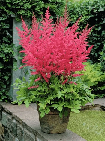 Астильба Арендса Granat