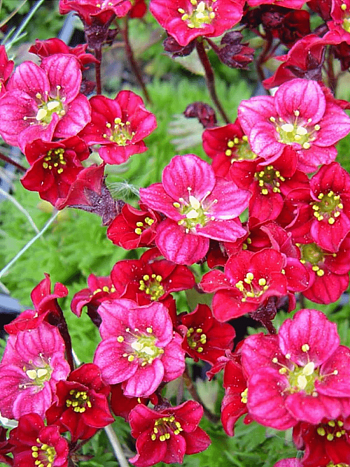 Камнеломка Арендса Marto Hot Rose