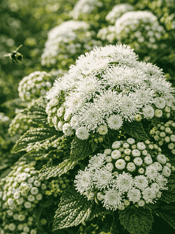 Агератум Aloha White