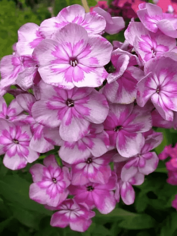 Флокс метельчатый Magic Blue