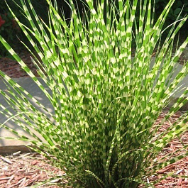 Мискантус китайский Литтл Зебра