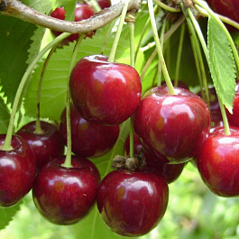 Вишня обыкновенная Харитоновская Вишня обыкновенная Харитоновская