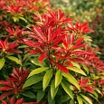 Пиерис японский Forest Flame