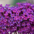 Буддлея давида Nanho Purple