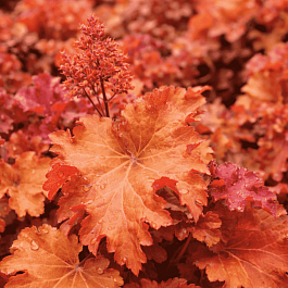 Гейхера Gojiberry