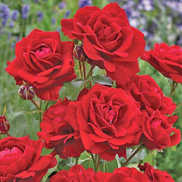 Роза флорибунда Лили Марлен