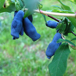 Жимолость съедобная Шахиня