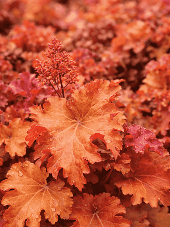 Гейхера Gojiberry