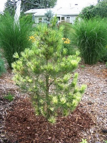 Сосна густоцветковая Окулюс-Драконис