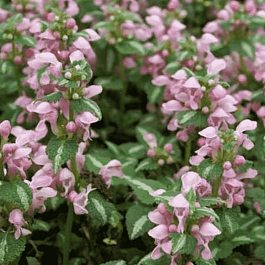 Яснотка крапчатая Shell Pink