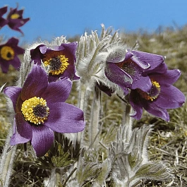 Прострел Горный