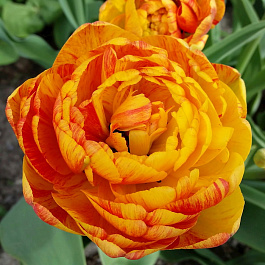 Тюльпан махровый поздний Дабл Бьюти ов Апелдорн