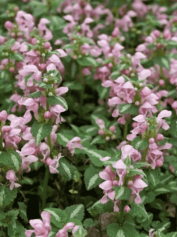 Яснотка крапчатая Shell Pink