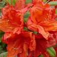 Азалия крупноцветковая Feuerkopfchen