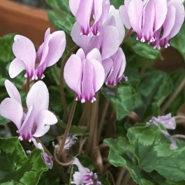 Цикламен плющелистный IviAys Pepl